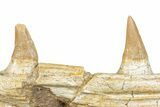 Mosasaur (Platecarpus) Jaw Section with Two Teeth - Morocco #276002-2